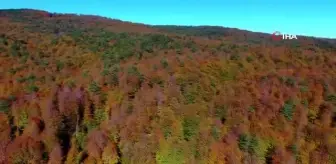 Sonbaharda mest eden görüntüler...İnegöl ormanlarında renk cümbüşü