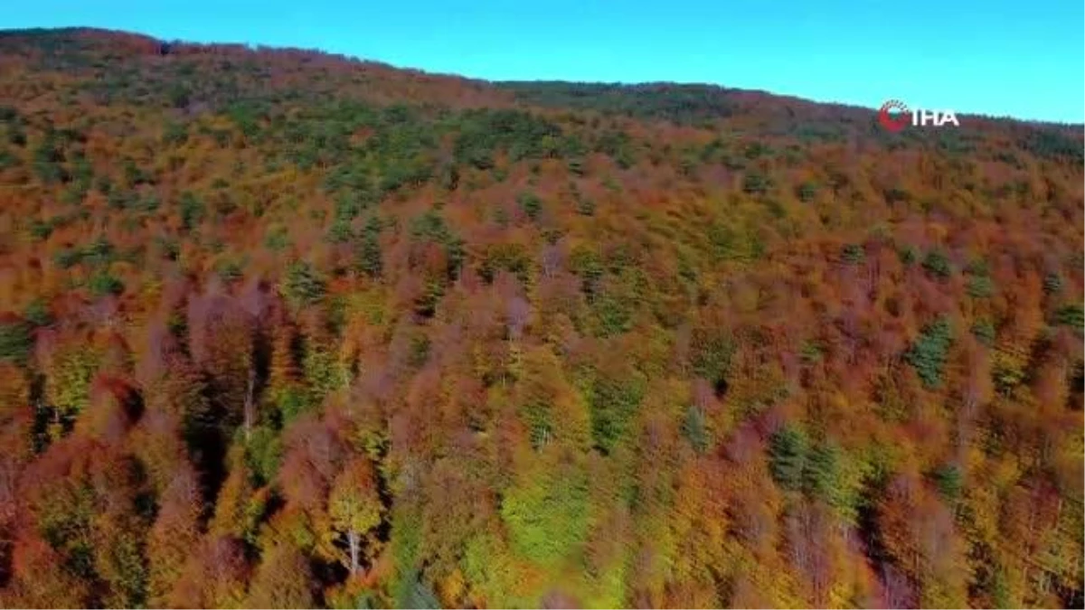 Sonbaharda mest eden görüntüler...İnegöl ormanlarında renk cümbüşü