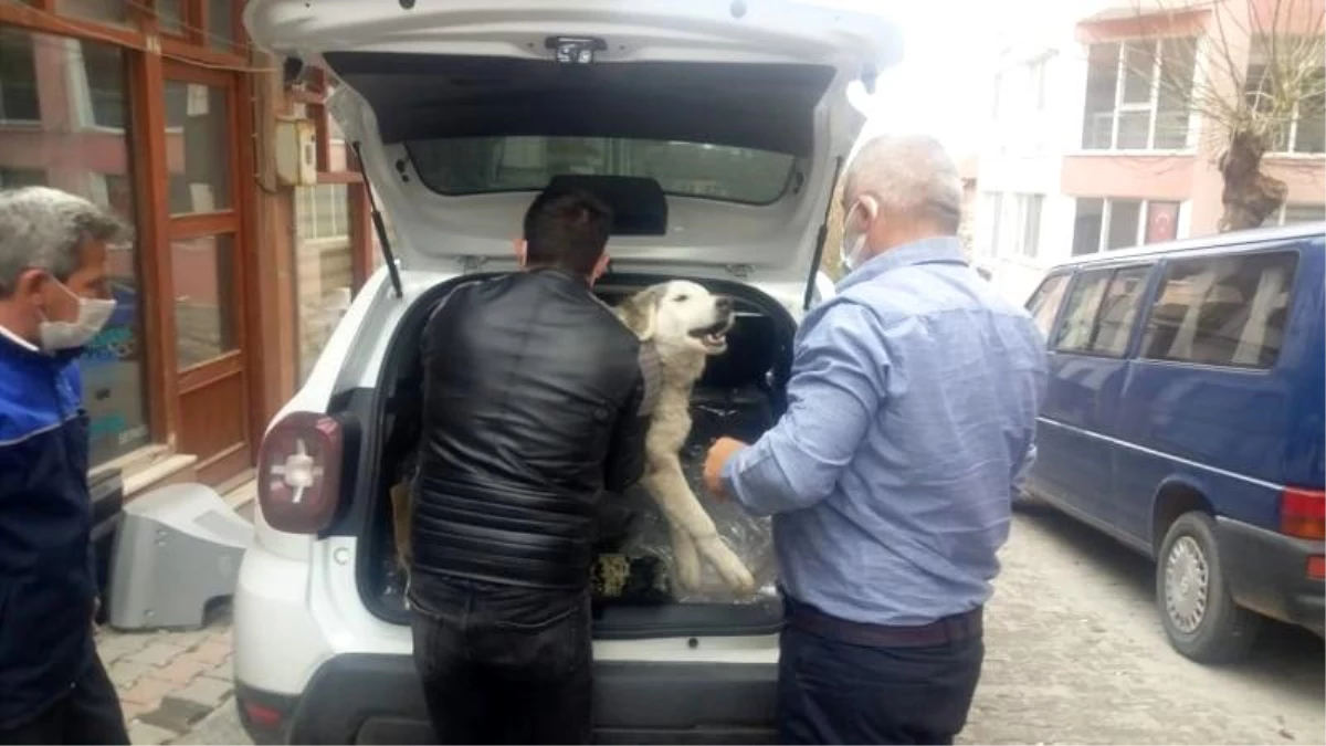 Yaralı köpek tedavi için özel izinle İstanbul\'a götürüldü