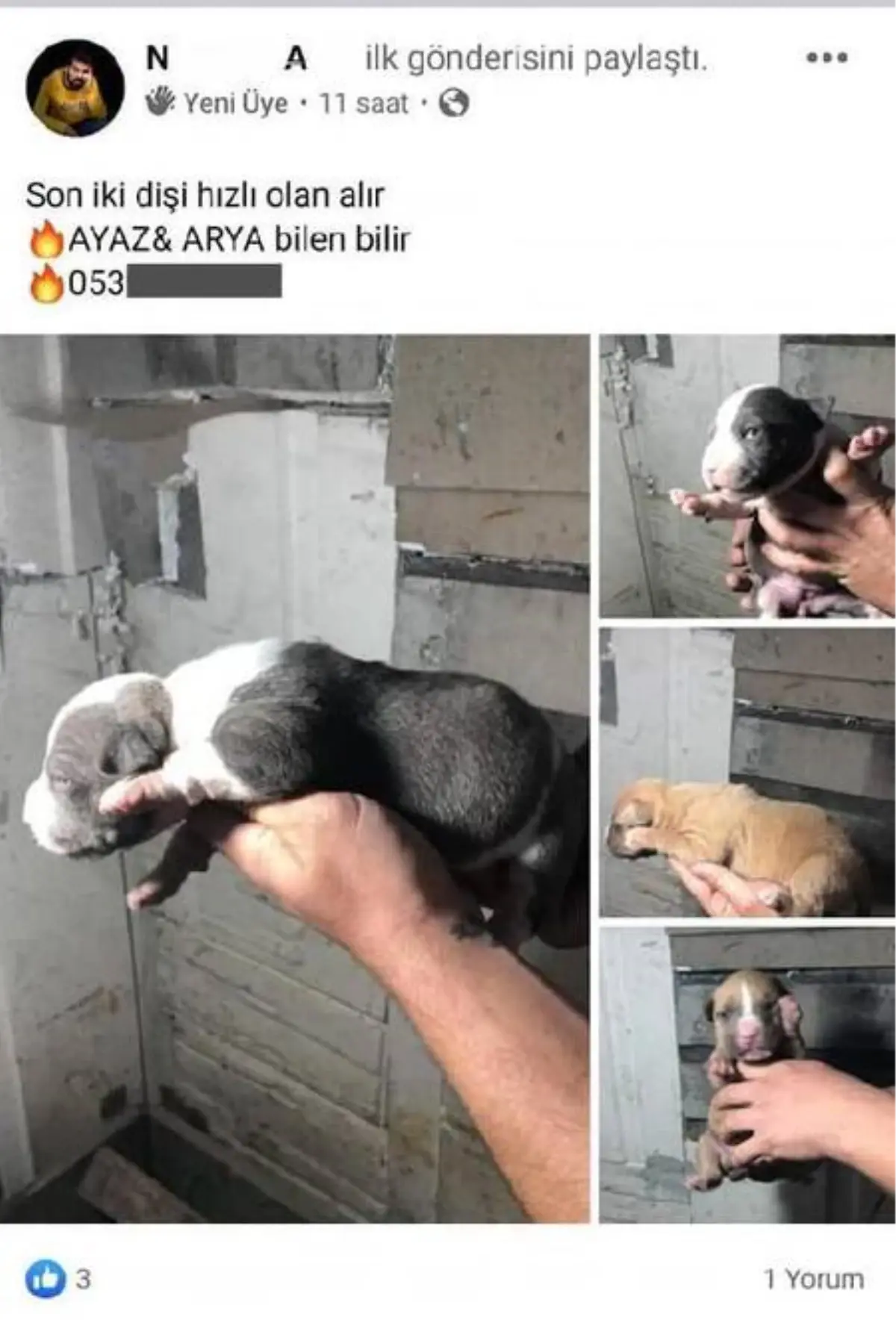 Yasak ırk köpekleri satmaya çalışan kişiye 38 bin lira ceza