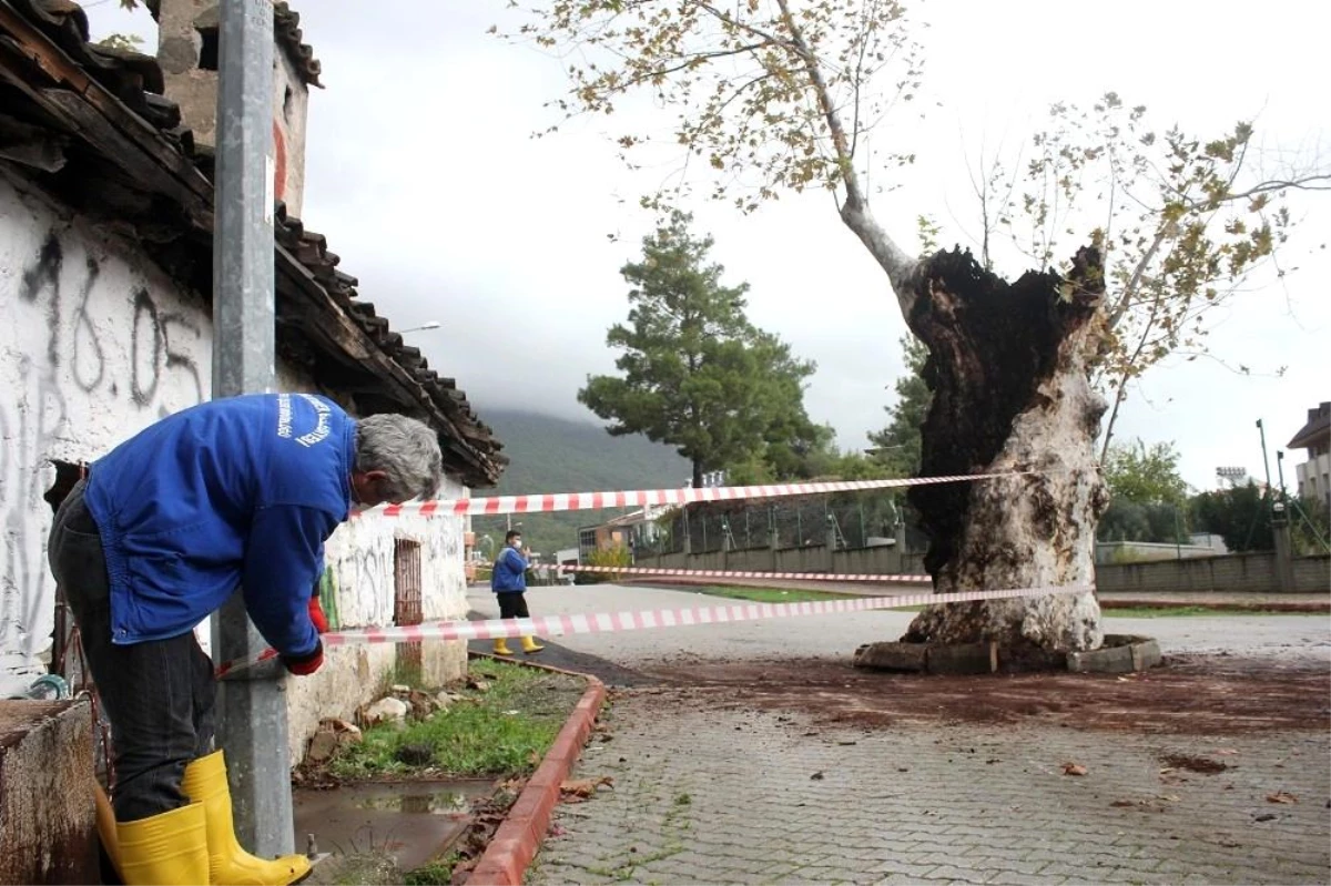 500 yılık çınar ağacı, kuvvetli yağışa dayanamadı