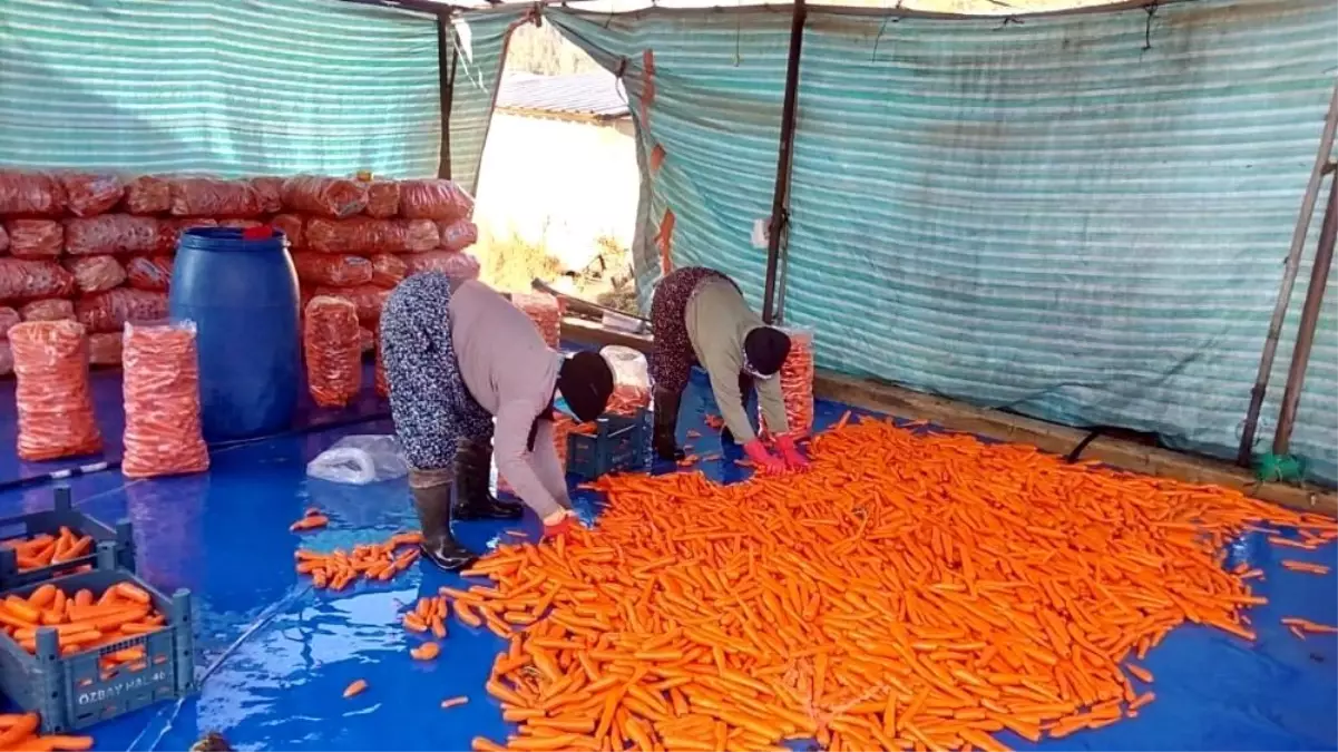 Acıpayam Çakır havucunda hasat devam ediyor