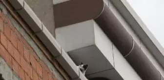 Arnavutköy'de mahsur kaldığı inşaattan kurtarılan kedi üçüncü kattan atladı