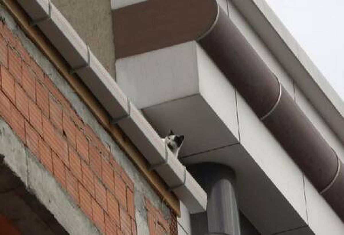 Arnavutköy\'de mahsur kaldığı inşaattan kurtarılan kedi üçüncü kattan atladı
