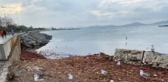 Caddebostan sahilini yine kırmızı yosunlar sardı