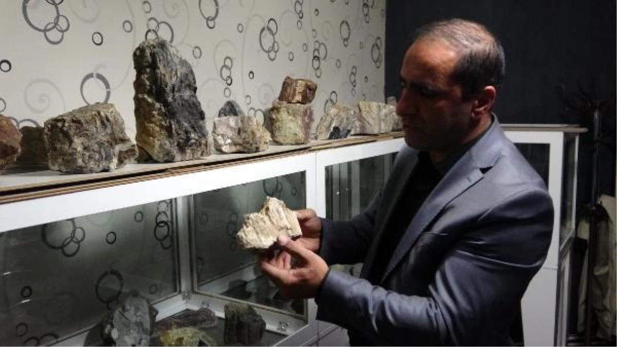 Erzurum\'da 160 milyon yıllık fosil ağaç kalıntıları bulundu