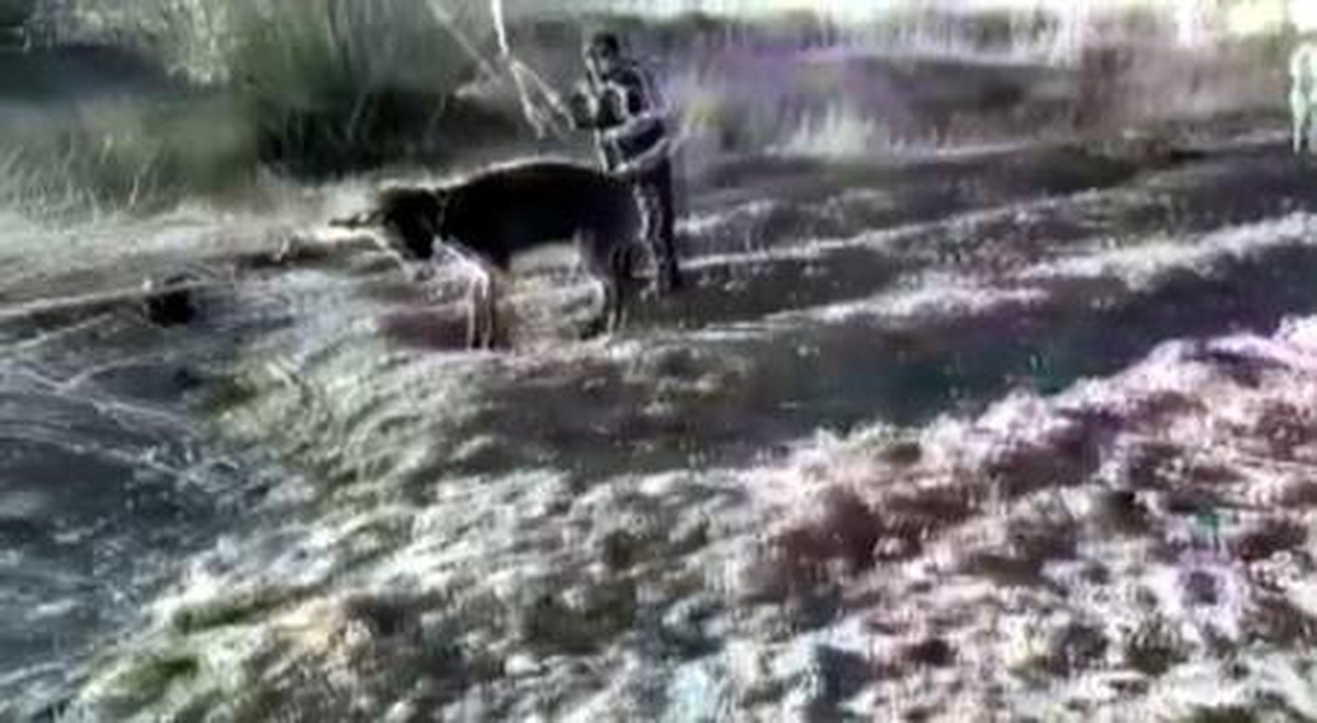Eşeğin üstüne önce köpekleri saldı, sonra sopayla işkence yaptı