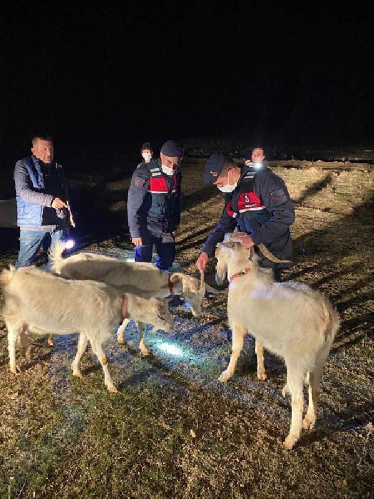 Eskişehir\'de ağıldan kaçan keçileri jandarma ekipleri buldu