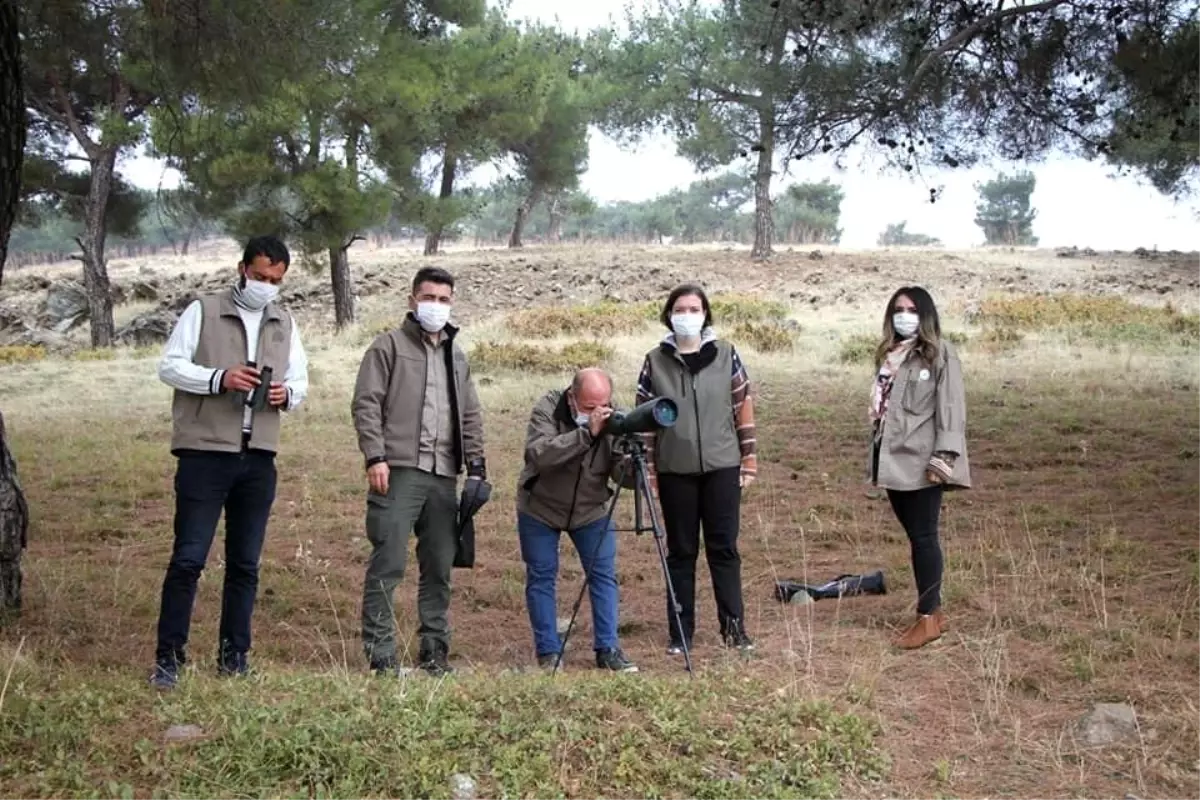 Gaziantep ormanlarındaki kızıl geyik sayısı araştırılıyor