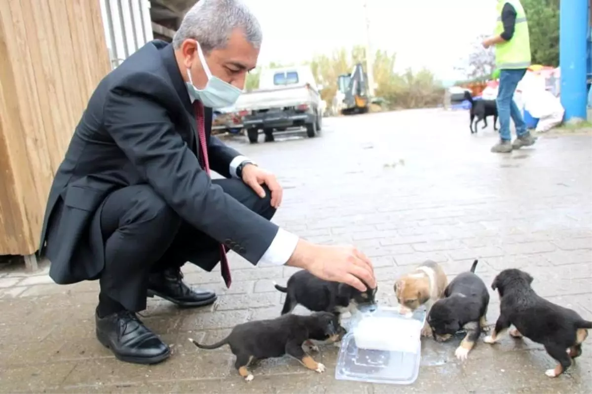 Hayvan barınağına göndermek istediği köpekleri belediye önüne bıraktı