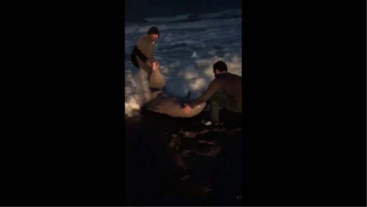 Karaya vuran yunus balığını vatandaşlar kurtardı