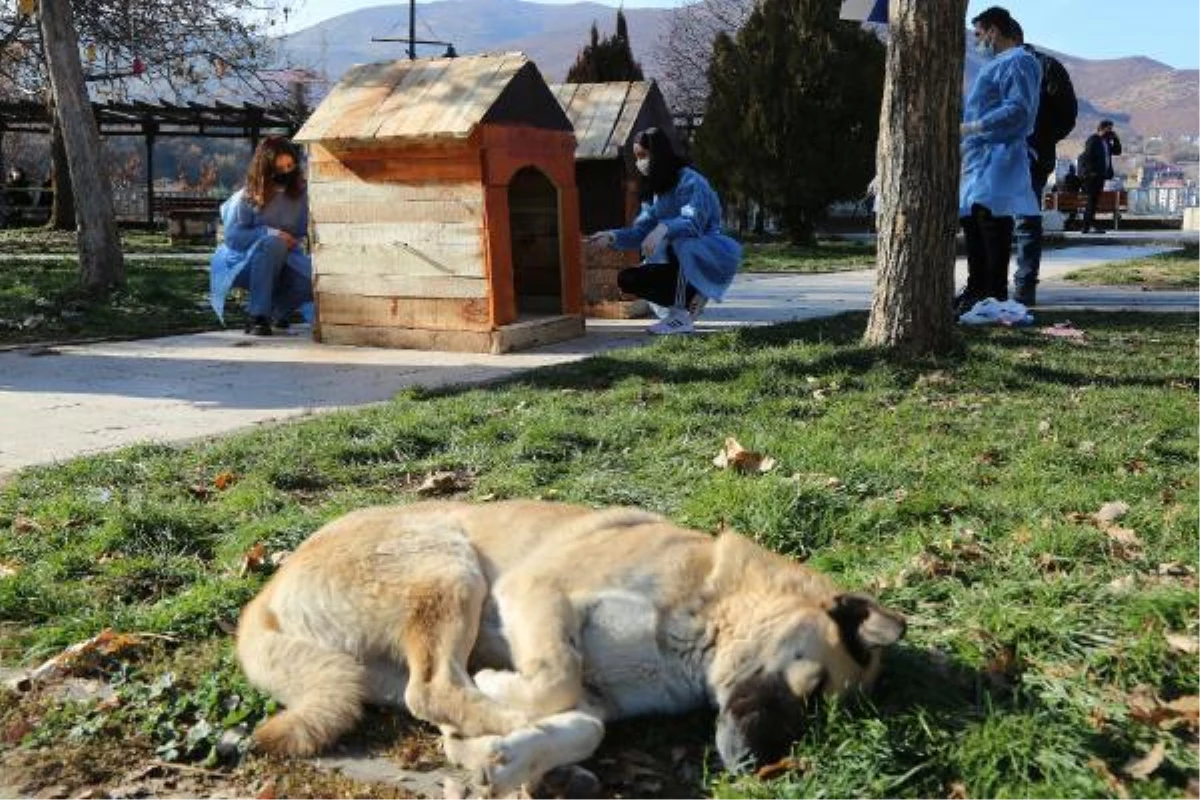 Kışın sert geçtiği Tunceli\'de, gençlerden sokak hayvanları için kulübe