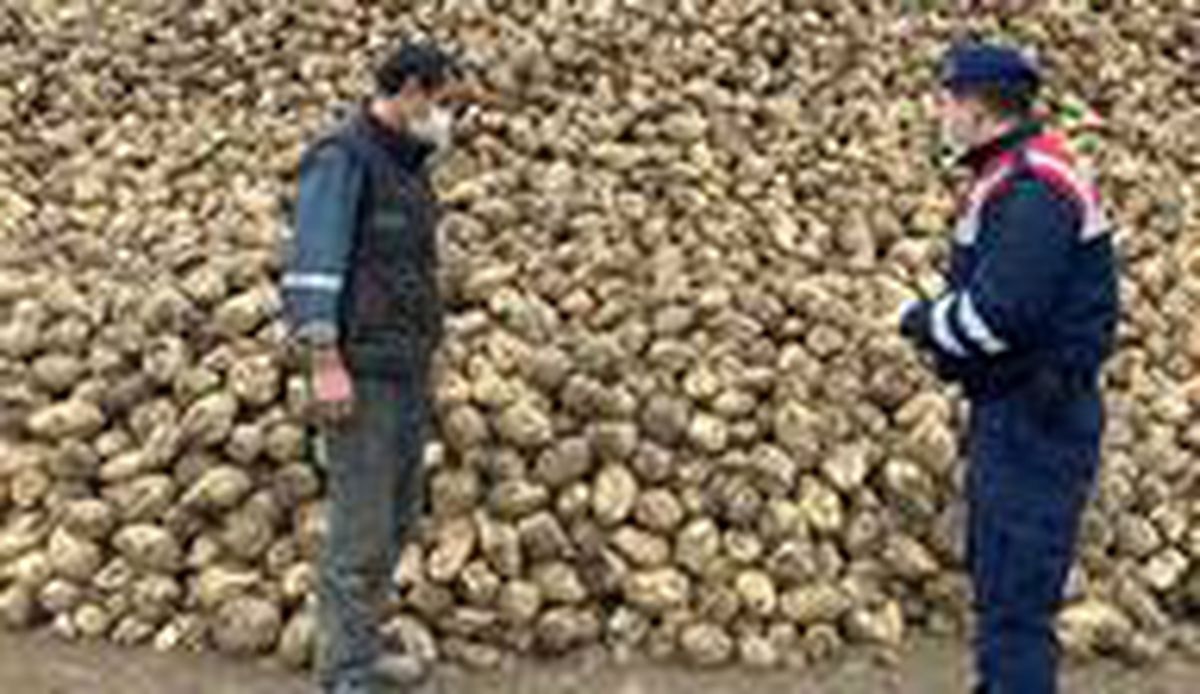 Tarladan 20 ton şeker pancarı çaldı