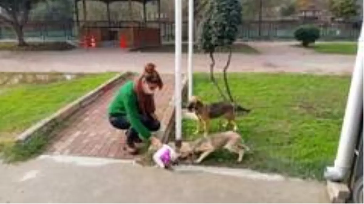 Tarsus Belediyesi, sokağa çıkma yasağında sokak hayvanlarını unutmadı