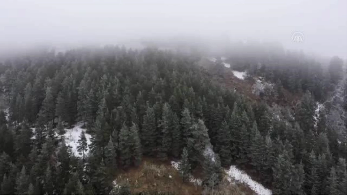 Uydudan takip edilen bozayı 141 günde 1033 kilometre yol aldı