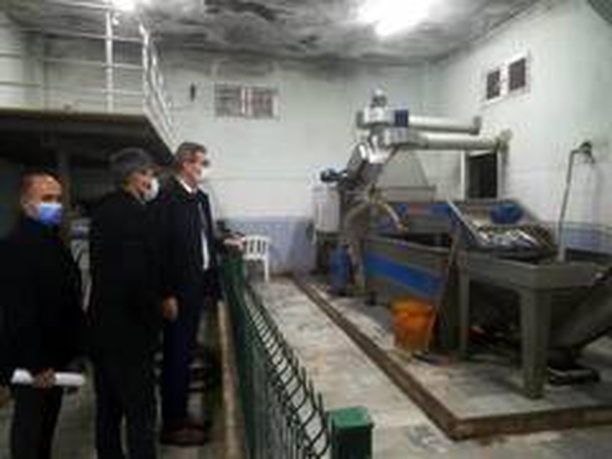Zeytinyağı Fabrikalarında korona denetimi