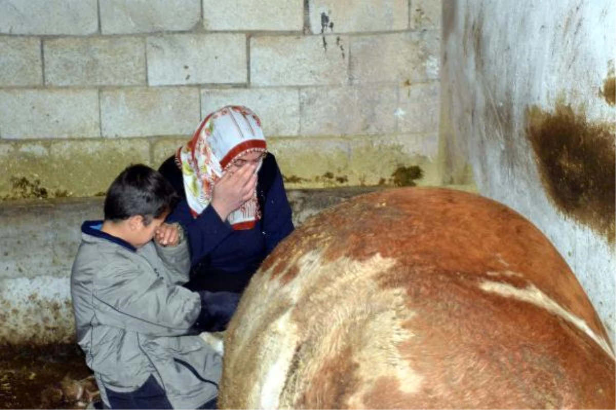 3 çocuğu FMF hastası olan kadın ile oğlu, ölen ineklerinin başında gözyaşı döktü