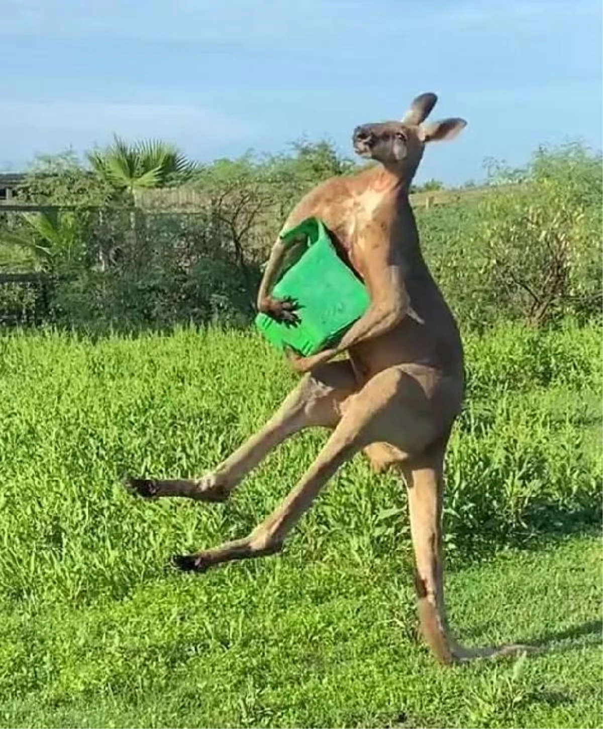 ABD?de kuyruğu üzerinde durabilen kanguru görüntüleri viral oldu