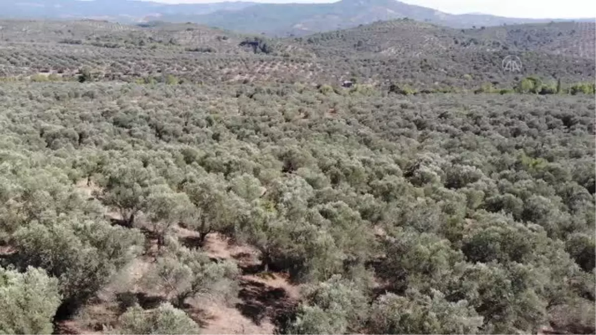 BALIKESİR - Ulusal Zeytin ve Zeytinyağı Konseyi İcra Direktörü Tan üreticilerin beklentilerini anlattı