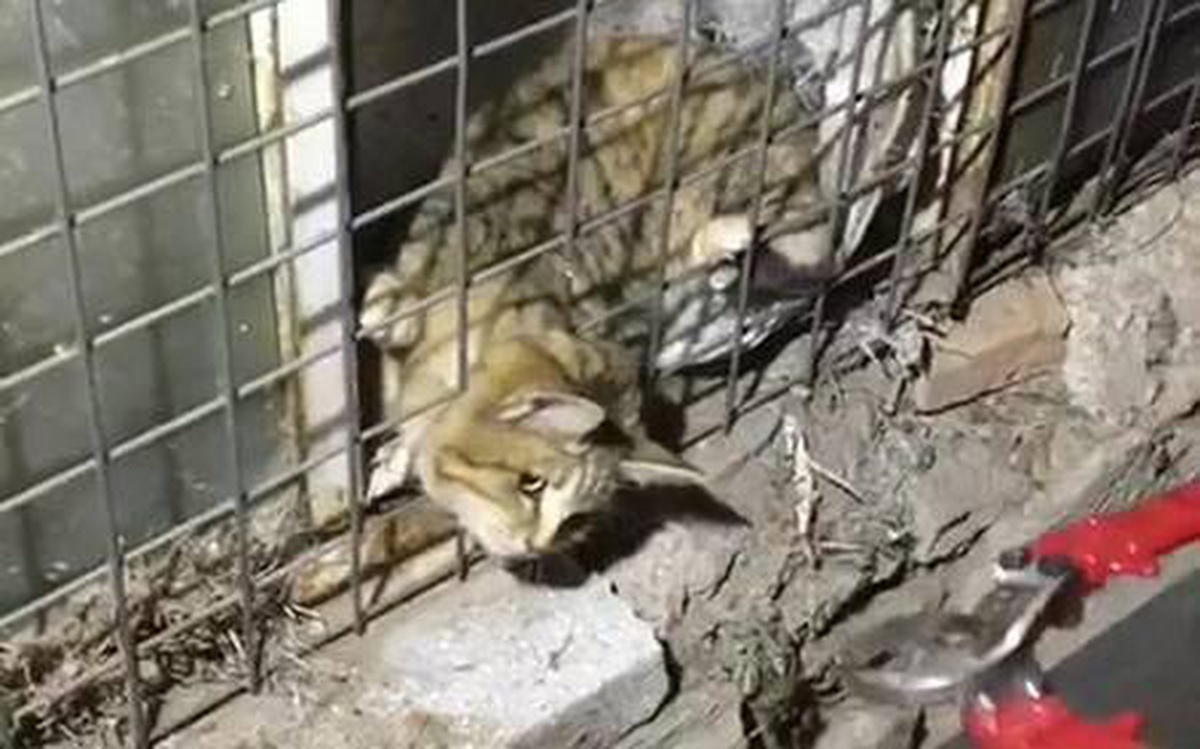 Başı tellere sıkışan kediyi itfaiye kurtardı