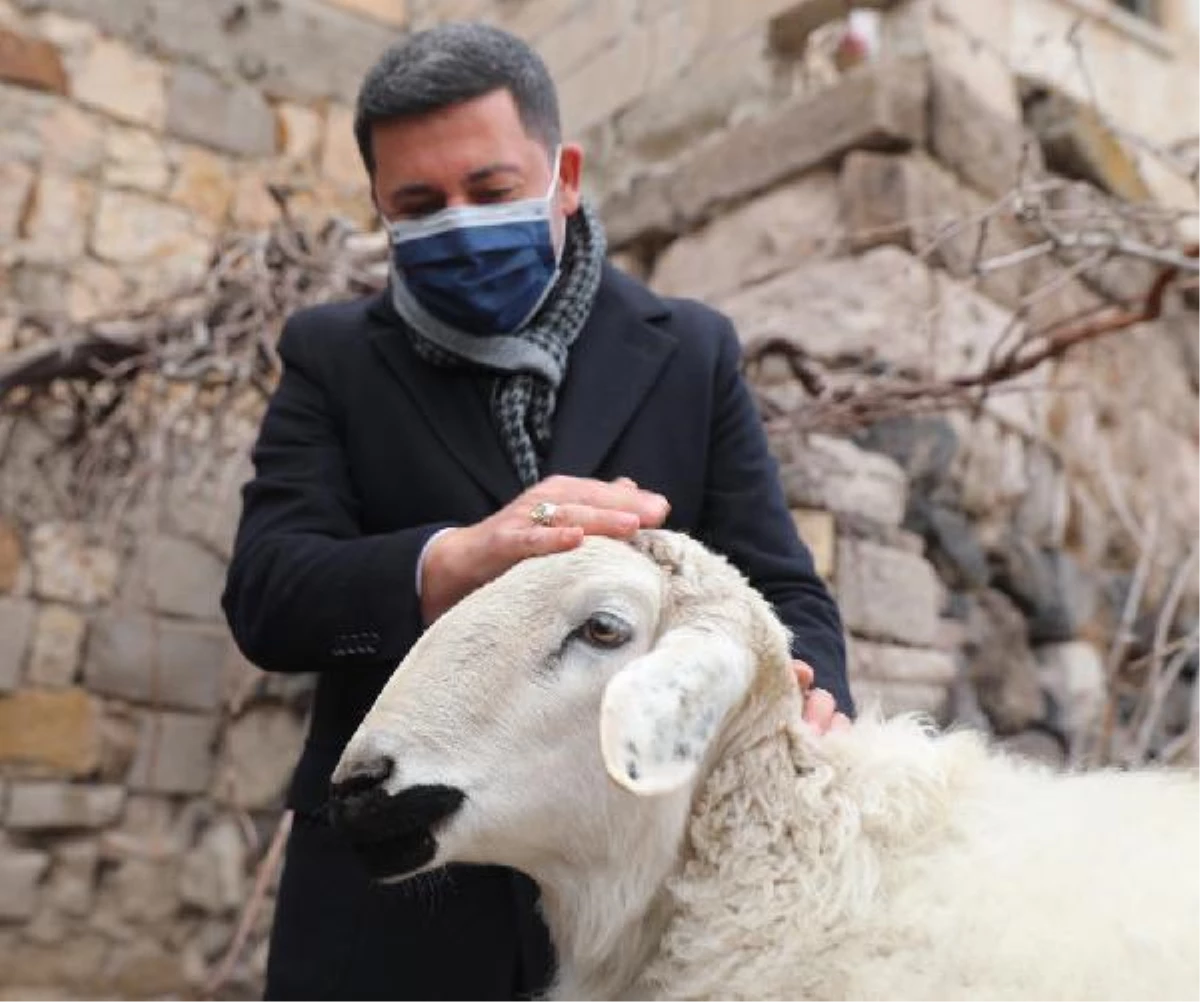Başkan Arı, Belediye\'ye giren koyun ve keçilerin olduğu ağılı ziyaret etti