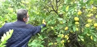 Dolu ve fırtınadan etkilenen alanlarda hasar tespit çalışması başlatıldı