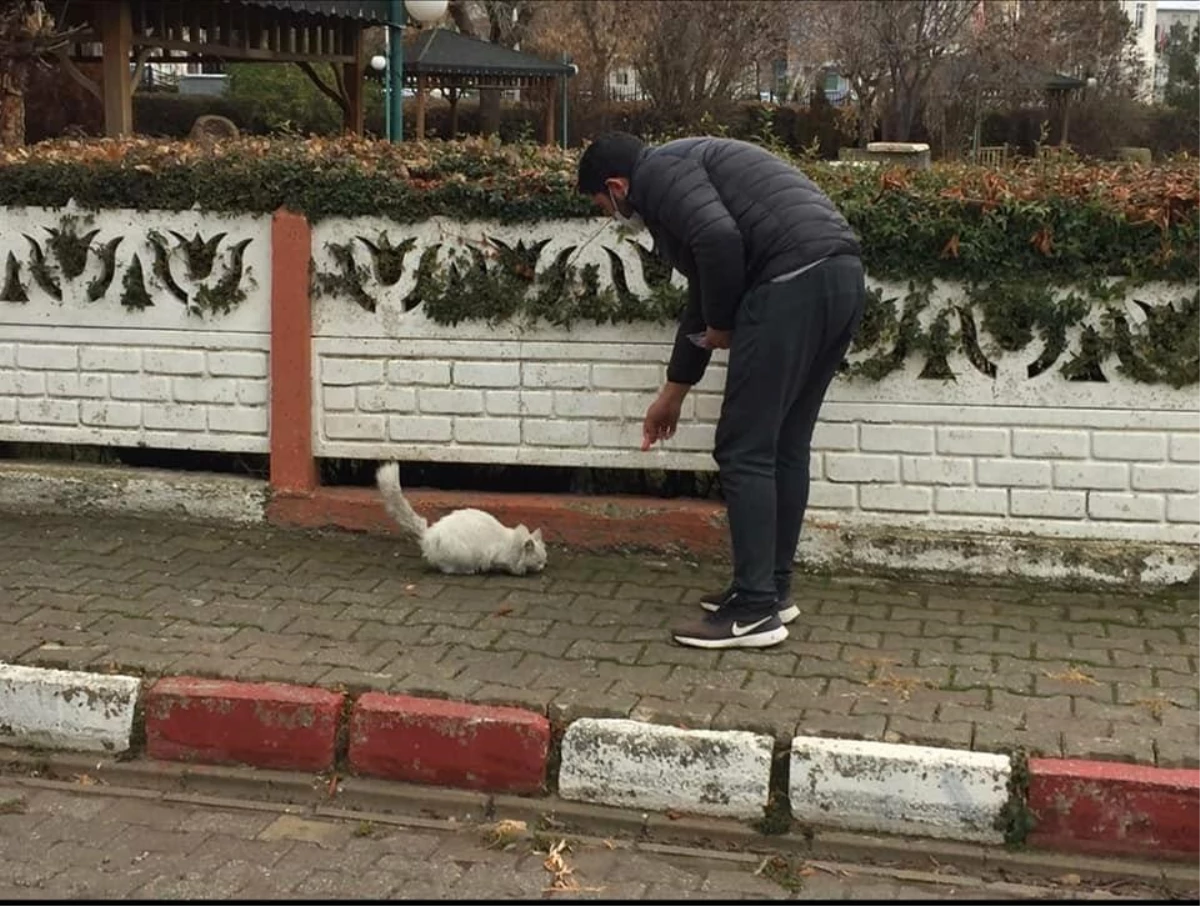 Dumlupınar\'da sokak hayvanları belediye tarafından besleniyor