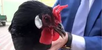 Hacıkadı tavuk ırkının nesli tükenmek üzere