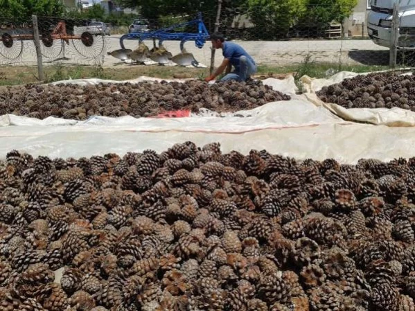 Kaz Dağları'ndaki çam fıstıkları geçim kaynağı oldu: Kilosunu 400 liradan satıyor