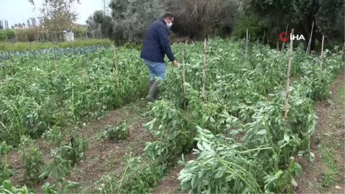 Mersin\'de dolu yağışı kışlık sebzelere zarar verdi