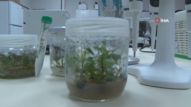 Sivas'ta iki bilim insanı kuraklık afetine karşı geliştirdikleri bitkilerle insanlığa umut olacak