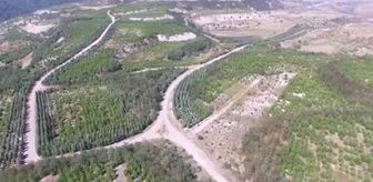 Soma'da maden havzasındaki ağaçlandırma çalışmaları