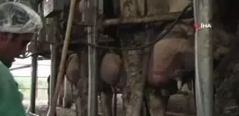 Üretici açıklanan çiğ süt fiyatları olumlu karşılandı