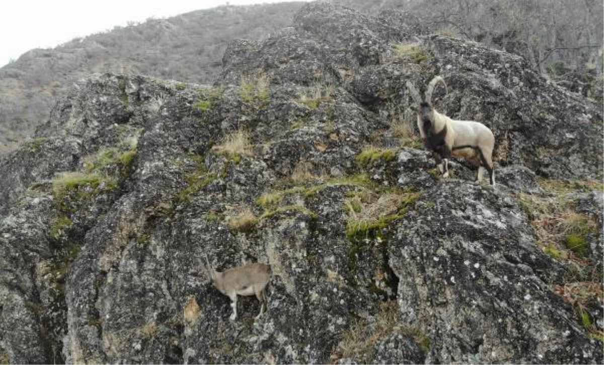 Zirvelerden inen koruma altındaki dağ keçileri, havadan görüntülendi
