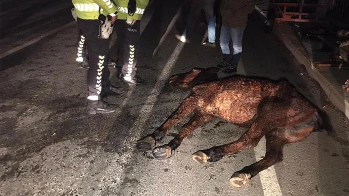 Belediye ekipleri, "Sahipli hayvan olduğu için bakamayız" dedikleri yaralı atı ölüme terk etti