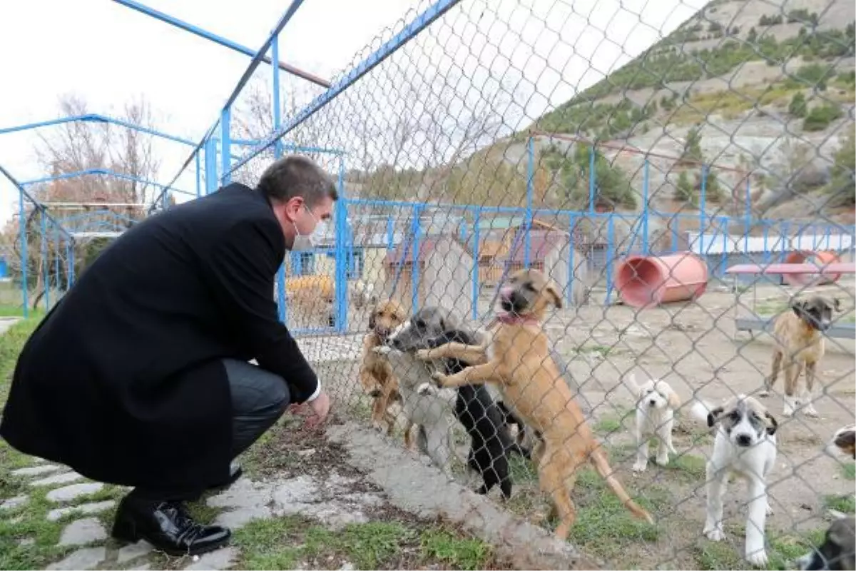 Burdur\'da sokak köpeklerinin öldürüldüğü iddiası