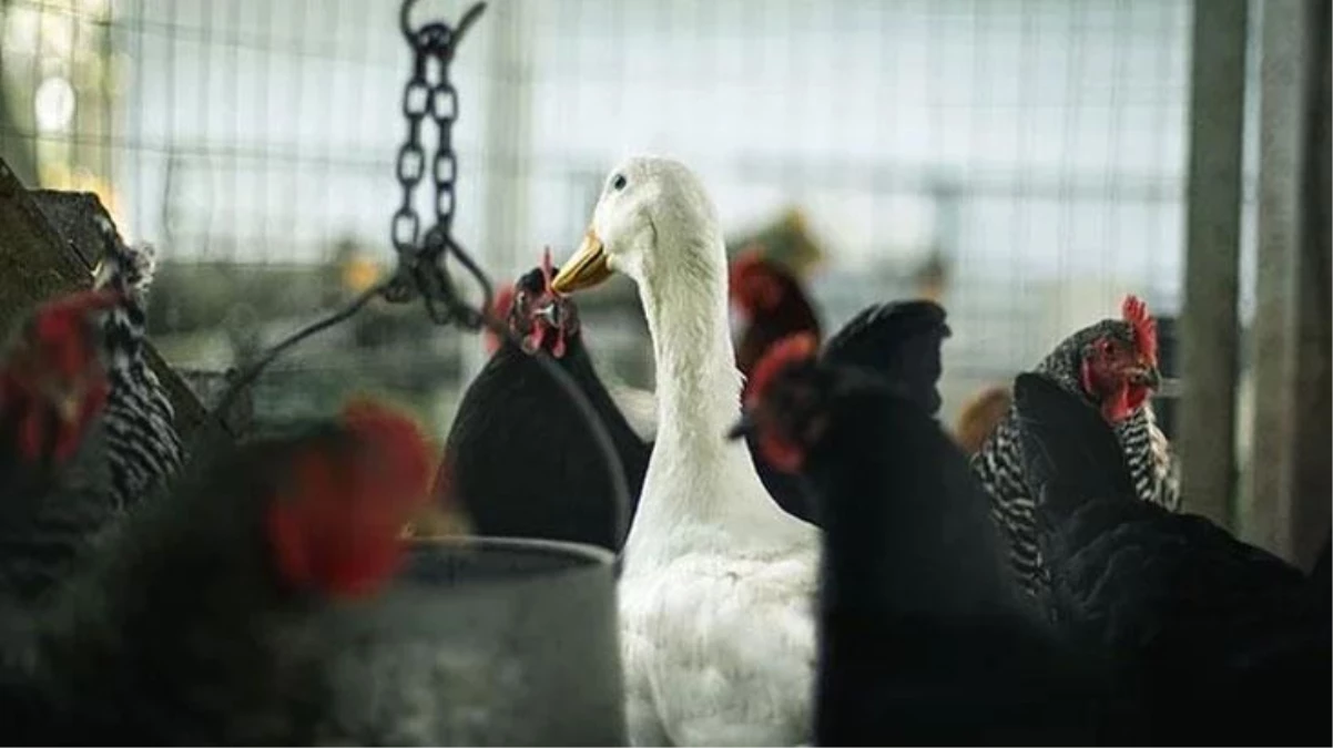 Dünya Hayvan Sağlığı Örgütü tek tek saydı! İşte koronavirüs bulaştıran hayvanlar