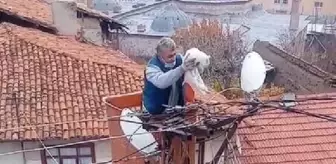 Elektrik direğinde mahsur kalan kedi vinçle kurtarıldı