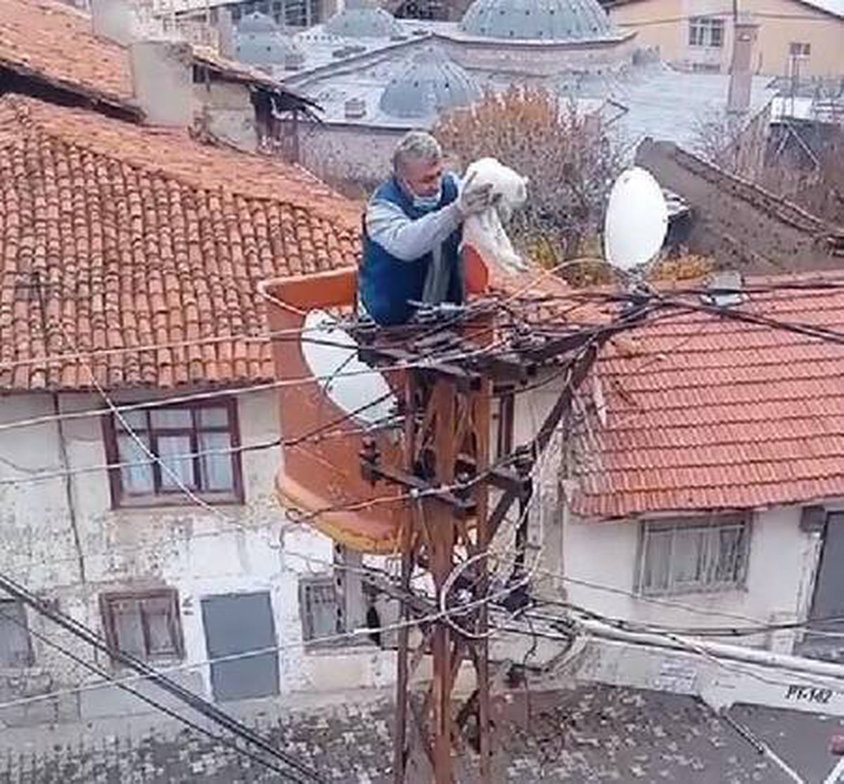 Elektrik direğinde mahsur kalan kedi vinçle kurtarıldı