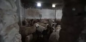 Fırat Kalkanı sahasında büyükbaş ve küçükbaş hayvanlara küpeleme çalışması