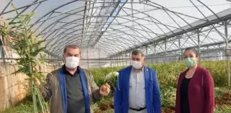 Gazipaşa'da üretilen yerli zencefil 70, zerdeçal 120 liraya satılıyor