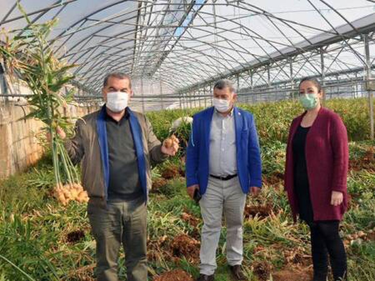 Gazipaşa\'da üretilen yerli zencefil 70, zerdeçal 120 liraya satılıyor