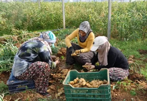 Gazipaşa'da üretilen yerli zencefil 70, zerdeçal 120 liraya satılıyor