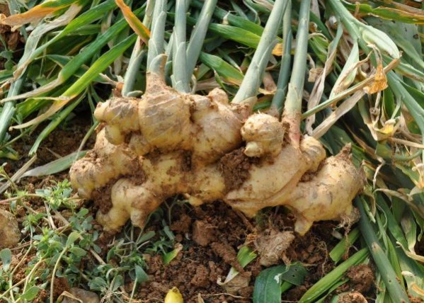 Gazipaşa'da üretilen yerli zencefil 70, zerdeçal 120 liraya satılıyor