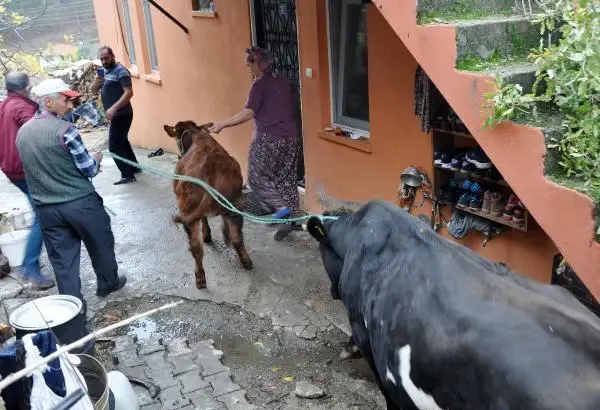 Haluk Levent, cinsel saldırıya uğrayan buzağı ve annesini satın aldı