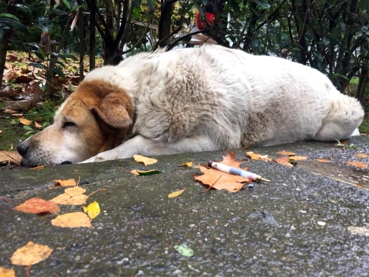 Son dakika haber... İzmit\'te köpeklerin ölümünden sorumlu işçilere bin 902\'şer TL para cezası