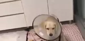 Samsun'da patileri kesik bulunan 'Pamuk' sahiplendirilecek