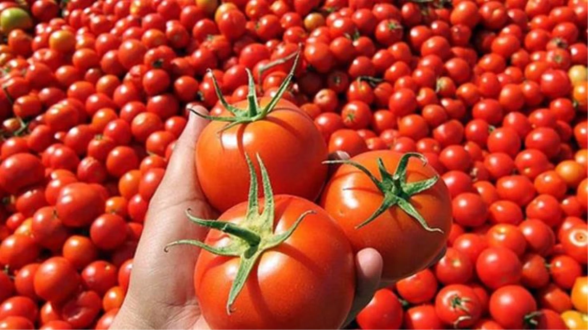 Rusya, Türkiye\'den domates ithalatını arttırma kararı aldı