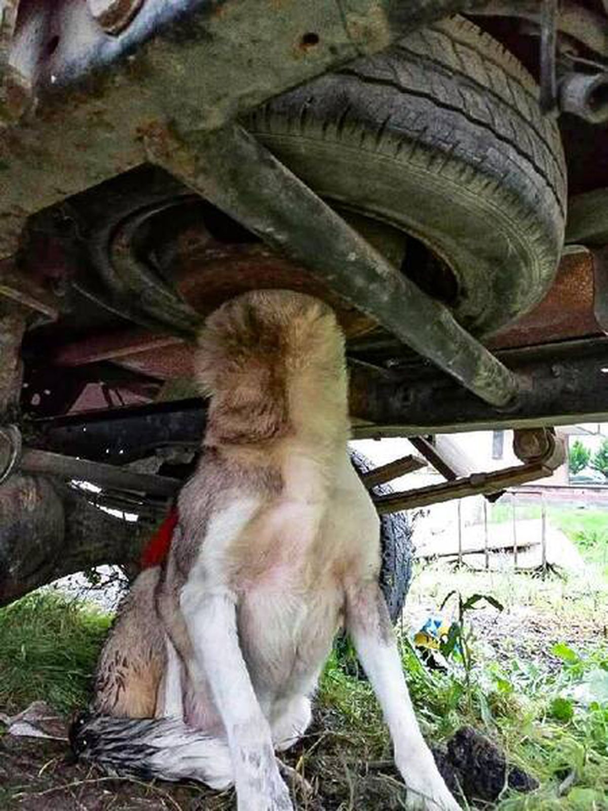 Sultanbeyli\'de, kafasını stepne lastiğine sıkıştıran köpeği itfaiye kurtardı