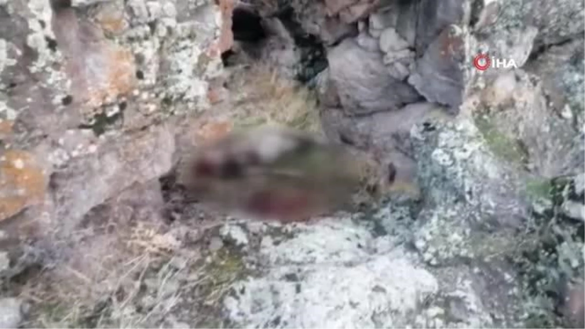 Tunceli\'de bir dağ keçisi daha vuruldu